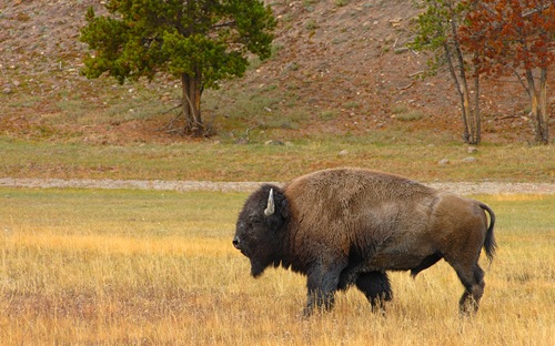 Bison in Yellowstone National Park, United States